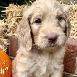 Goldendoodles from Carolina Doodles