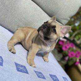 French Bulldog All Grown Up from Caring Hearts Kennel