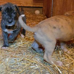 FreshStart - Merle female Great Dane puppy in Street, Maryland from Grant’s Gorgeous Greats
