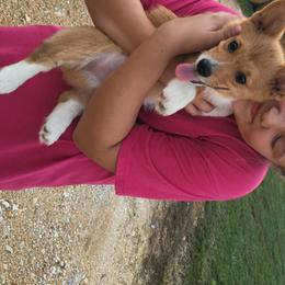 American Corgi and Pembroke Welsh Corgi Puppies from Gardner Corgis