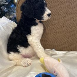 Toby - Parti male Poodle puppy in Mobile, Alabama from Semmy’s Standard Poodle LLC