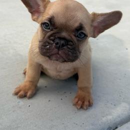 Wonka - Blue fawn male French Bulldog puppy in Saucier, Mississippi from Mississippi Sound Frenchies