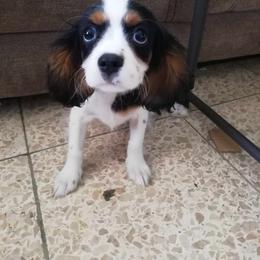 Cavalier King Charles Spaniel Puppies from Cocoa Cavaliers