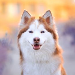 Calliope - Pomsky