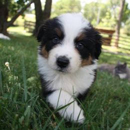 Australian Shepherd, Goldendoodle, and Poodle Puppies from 5AFarms
