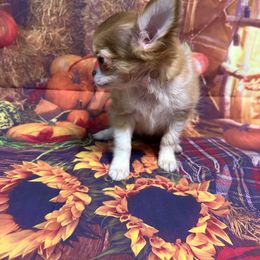 Honey - Chocolate sabled fawn female Chihuahua puppy in Palmyra, Indiana from Country Star Chihuahuas