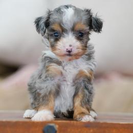Doc - Merle male Bernedoodle puppy in Dundee, Ohio from Down Home Doodle