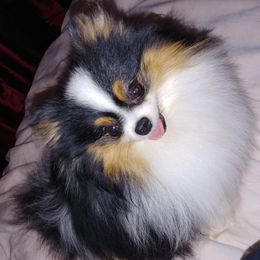 Pomeranians from Janie's Poms and Paw Prints