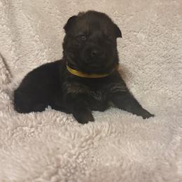 Yellow - Sable female German Shepherd puppy in Andalusia, Alabama from Keisha's German Shepherds