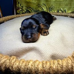 Onyx - Black and tan male Dachshund puppy in Washburn, Tennessee from Broken Arrow Miniature Dachshunds