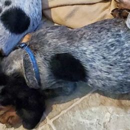 Bluetick Coonhounds from Debbie Fietzer's Bluetick Coonhounds