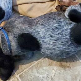 Bluetick Coonhounds from Debbie Fietzer's Bluetick Coonhounds
