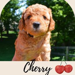 Cherry - Apricot female Goldendoodle puppy in Batavia, Ohio from Cozy Cove Goldendoodles