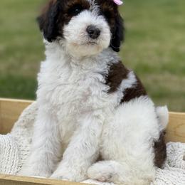 Bernedoodle, Cockapoo, and Goldendoodle Puppies from Avery Doodle Day LLC
