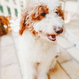 Marley - Goldendoodle