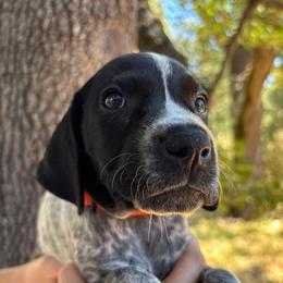 Basil - orange collar - Black roan male German Shorthaired Pointer puppy in Mokelumne Hill, California from Underhill GSP