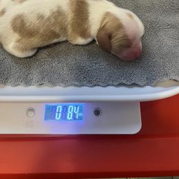 Girl 3 - female Cavalier King Charles Spaniel puppy in Holland, Michigan from Noble Dog Co.