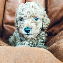 Lucky - Apricot male Poodle puppy in Benton, Illinois from J & J Miniature Poodles