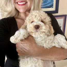 Lagotto Romagnolo Puppies from Anna’s Lagottos