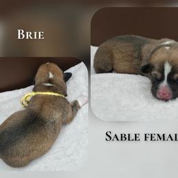 Brie - Sable female Pembroke Welsh Corgi puppy in Charleroi, Pennsylvania from Twilight Hollow Corgis