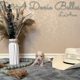 LeAnn - Cream female Dachshund puppy in Wichita Falls, Texas from D&A Doxie Belles