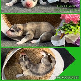 Barrel - Gray and white male Siberian Husky puppy in Canton, Ohio from Bleu Skies Siberian Huskies