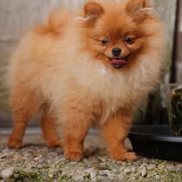 Ana Nova - Red female Pomeranian puppy in Brooklyn, New York from Svitlana's Pomeranians