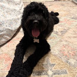 Luna - Australian Labradoodle