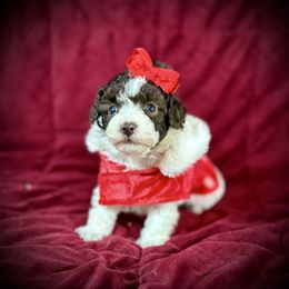 Tiny Holly - Parti female Poodle puppy in Newcomerstown, Ohio from Sheri’s Lil Angel’s