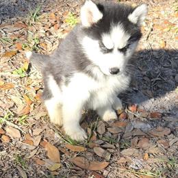 Puppy 5 - Black and white female Siberian Husky puppy in Lakeland, Florida from Husky Breeder of Central Florida
