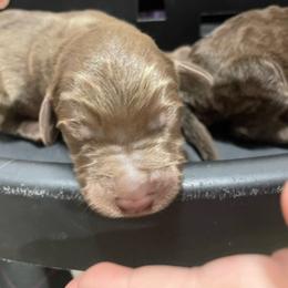 Boy 1 - Cafe male Labradoodle puppy in Craig, Nebraska from Top Knot Companions Poodles and Labradoodles