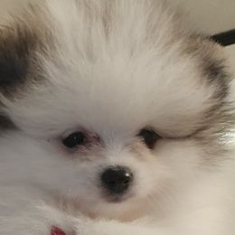 Girl 1 - Orange parti Pomeranian puppy in Fort Lauderdale, Florida from El'Cienna Poms