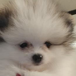 Girl 1 - Orange parti Pomeranian puppy in Fort Lauderdale, Florida from El'Cienna Poms