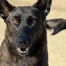 Dutch Shepherds from Brandon's Dutch Shepherds