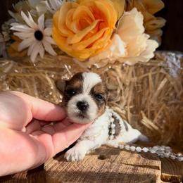 Cricket - Parti female Yorkshire Terrier puppy in Howe, Oklahoma from Ray Holder