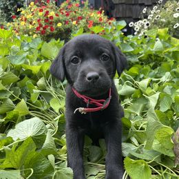 Kennedy - Black female Labrador Retriever puppy in Alger, Ohio from Osborne Family Retrievers