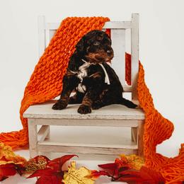 Spirit - Tri-color male Bernedoodle puppy in Munster, Indiana from Miranda’s Sunshine Poodles and Doodles