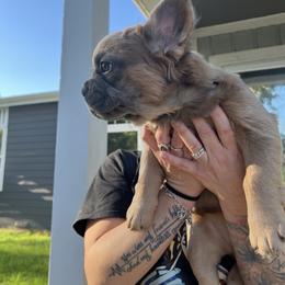 French Bulldog Puppies from Frenchie Love Bugs
