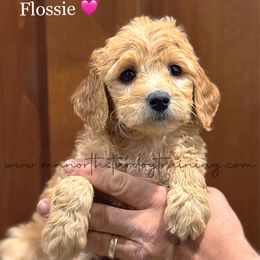 Flossie - Red  female Goldendoodle puppy in Lancaster, Minnesota from North Star Dog Training