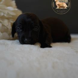 Jett - Black male Dachshund puppy in Lumber City, Georgia from Willow Run LLC