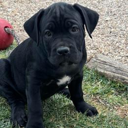 Vixen - Black female Cane Corso puppy in Utah from 3Lake Kennelz