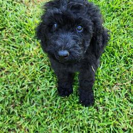 Miss Red - Black female Goldendoodle puppy in Cumming, Georgia from Chattahoochee Kennels