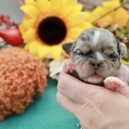 Escamillo - Merle male Chihuahua puppy in Raleigh, North Carolina from Fiddlefigg Chihuahuas