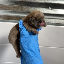 Rave - Fawn and white male French Bulldog puppy in Mount Hersey, Arkansas from Boone county frenchies