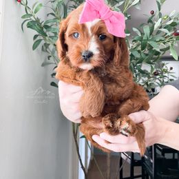 Bernedoodle and Cavapoo Puppies from Wonderful World Doodles