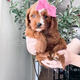Bernedoodle and Cavapoo Puppies from Wonderful World Doodles