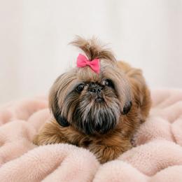 Georgia - Shih Tzu