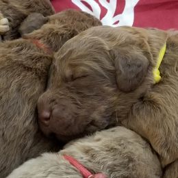 Chesapeake Bay Retriever Puppies from Twin Oak's Chesapeakes