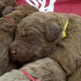 Chesapeake Bay Retriever Puppies from Twin Oak's Chesapeakes