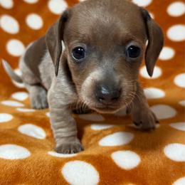 Bella - Piebald female Dachshund puppy in Cypress, Texas from Sweet Little Churros